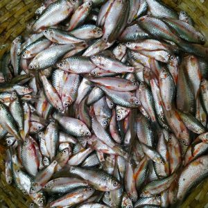 Home handpicked red chillies