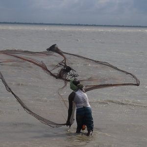 wheat from organic farms