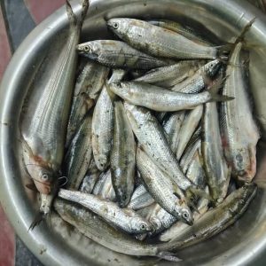 Home natural extracted edible oil