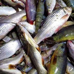 Home organic face scrub