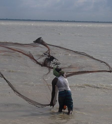 wheat from organic farms
