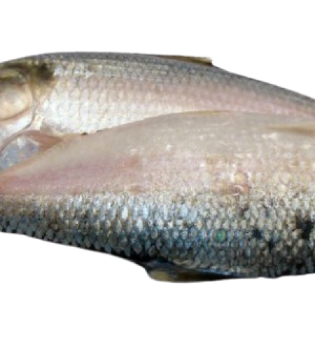 ইলিশ