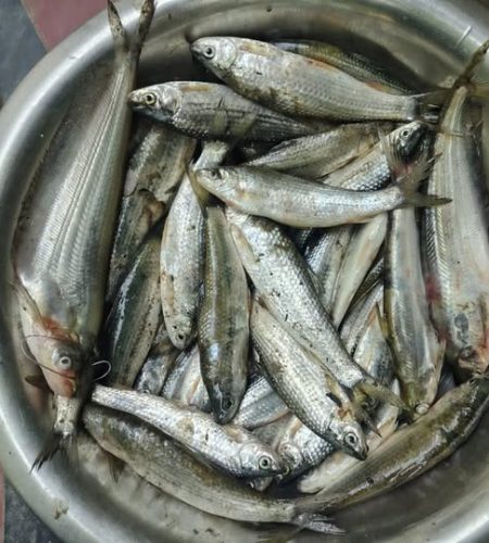 natural extracted edible oil